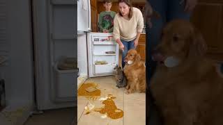 “They Spilled the Curry… Now They Regret Everything 😭🐶🐱 #Shorts