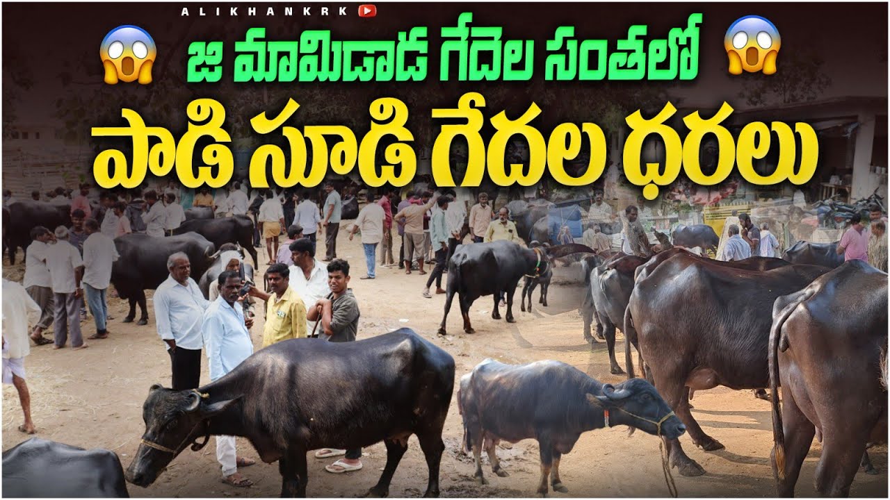జి మామిడాడ గేదెల సంత లో ధరలు 11 11 25 G mamidada buffalos market #murrah #market #dairyfarm 