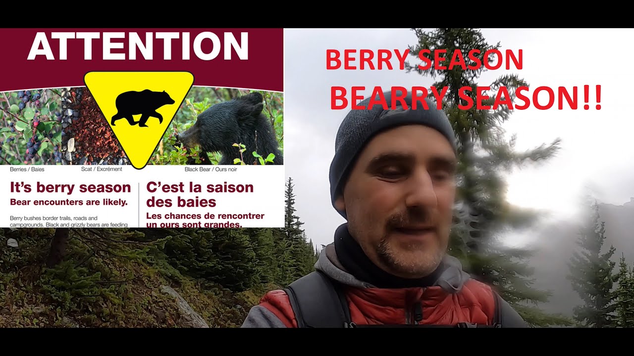 Adventure around Moraine Lake During Bear Season YouTube