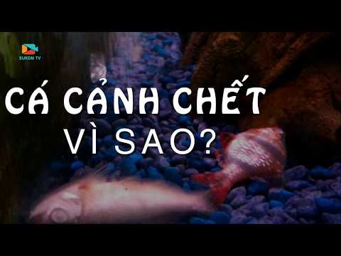 Video: Tại Sao Cá Chết Trong Bể Cá