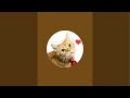 猫ティCATTEAがライブ配信中!🌎🩵🩵🟢🟢🟦🟦
