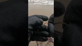 Encontramos com detector de metais #shorts  #metaldetecting   @radardetectors289