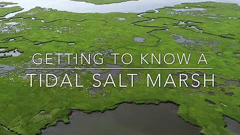 Getting To Know A Tidal Salt Marsh