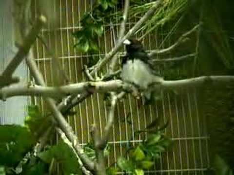 black and white seedeater 