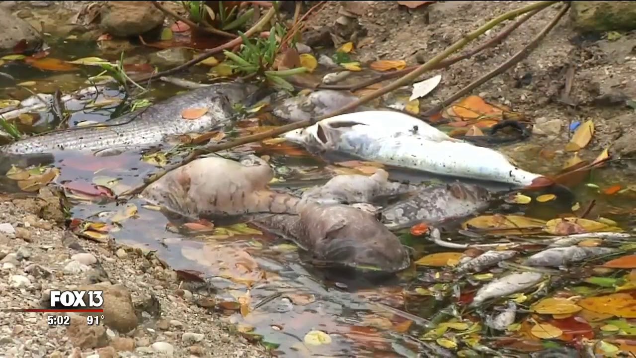 newspaper mockup Doctors: Red tide-related health problems increase