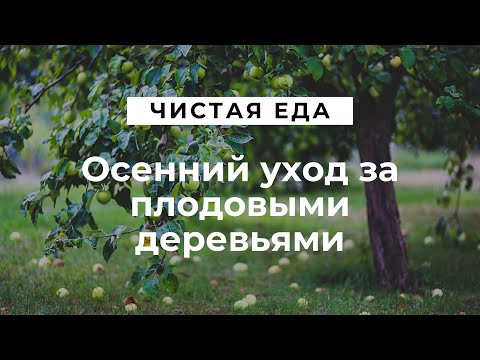 Осенний уход за плодовыми деревьями и кустарниками \ Чистая еда