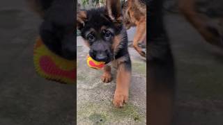 🐕🔥Greedy German Shepherd puppy. Odessa.