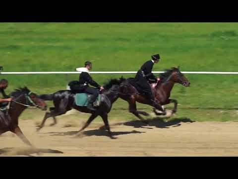 Видео: Англо-кабардинская порода лошадей гипоаллергенна, здоровье и продолжительность жизни