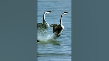 Birds Can Navigate Using Magnetoreception #short #birds