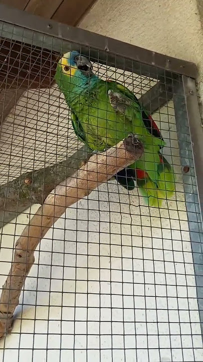 The #wonderful talking parrot
