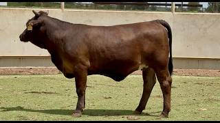 J&J Cattle Co: Bred & Open Replacement Heifer Online Auction