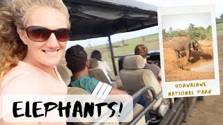 Wild Elephant Safari in Sri Lanka // Udawalawe National Park Review