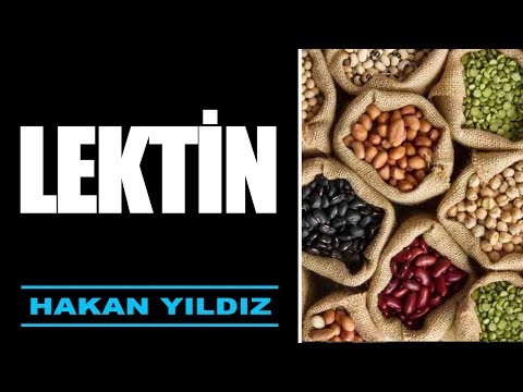 GEÇİRGEN BAĞIRSAK VE LEKTİN NEDİR NASIL KORUNULUR