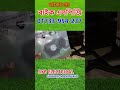 এলপিজি কিট#এসএস সিলিন্ডার#পালসার সিলিন্ডার#ঢাকা_বাইক এলপিজি #চিটাগাং _বাইক এলপিজি #খুলনা_বাইক এলপিজি