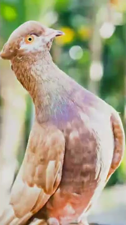 Tiktok merpati dari Caplink_merpati #short #tiktokmerpati
