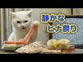 静かなヒナ祭り｜ねこせいかつ #cat