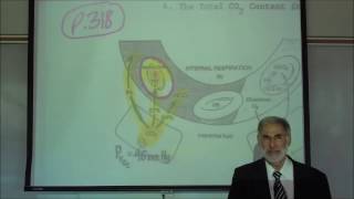 RESPIRATORY PHYSIOLOGY; TRANSPORT OF CO2 IN THE BLOODSTREAM by Professor Fink