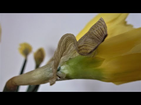 Video: Moenie Gaan Nie, Meisies Trou Met Narcissen