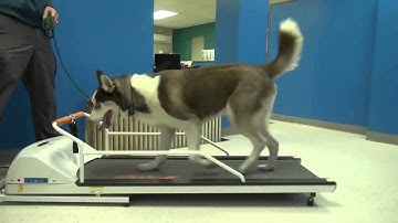 Animation Mentor Class 2 / Week 4 - Dog Walkcycle reference