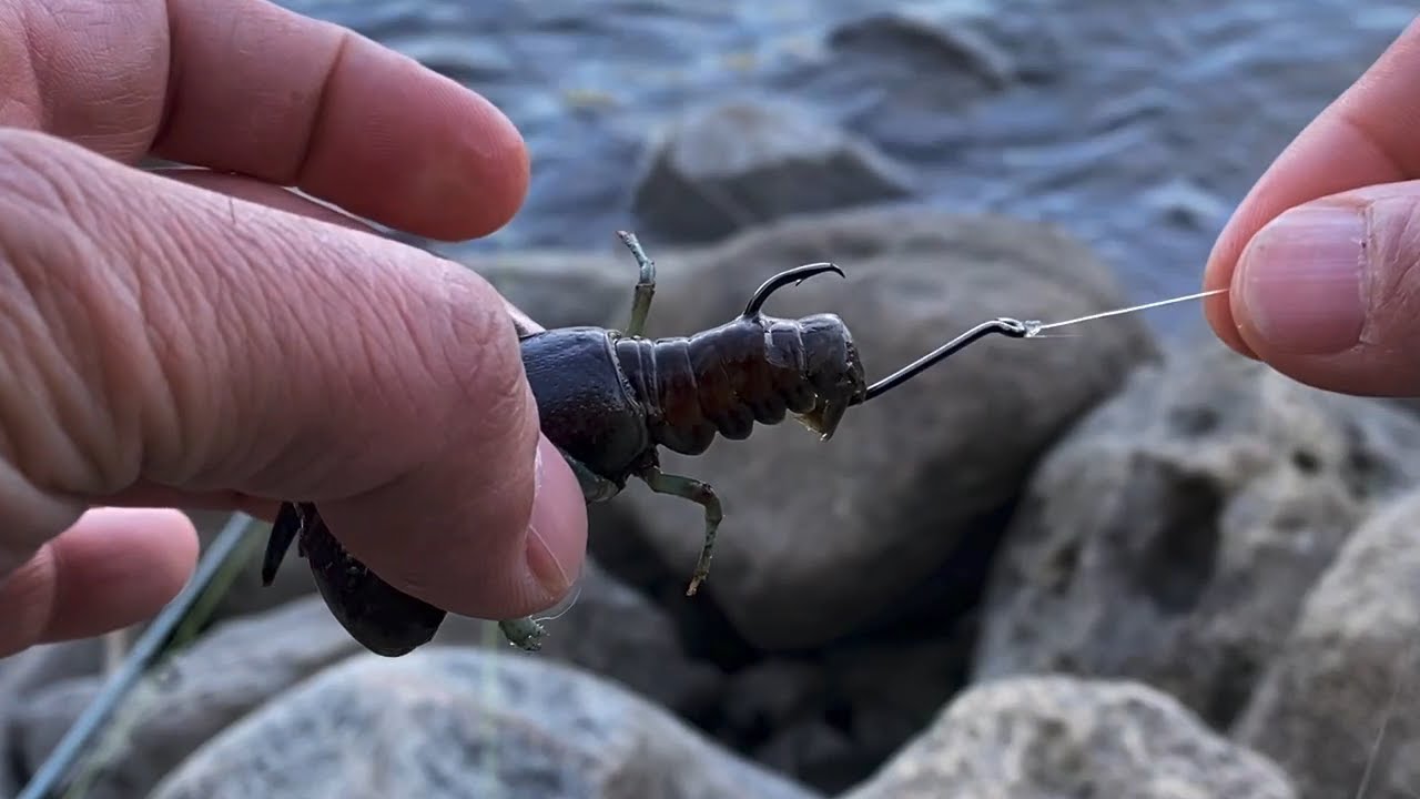 Qué comen los cangrejos de río