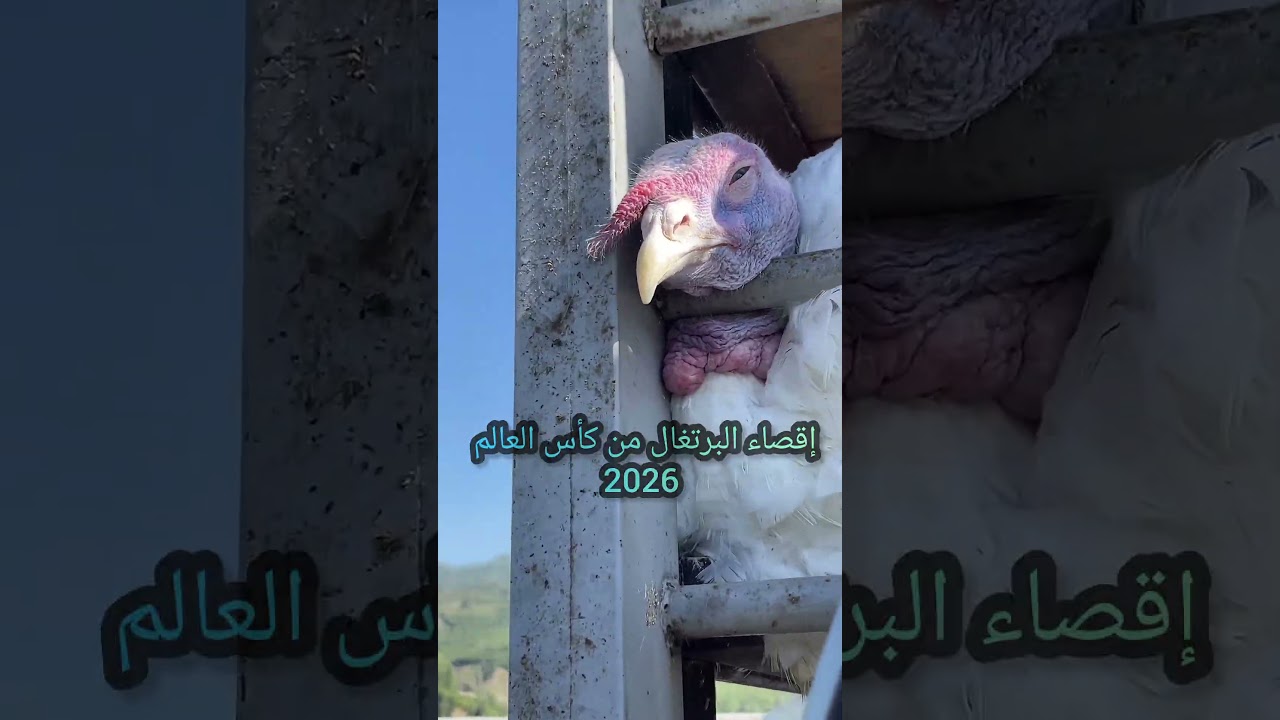 إقصاء البرتغال من كأس العالم 2026