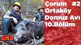 Çorum Ortaköy Domuz Avı 2 Ekip İşi 10.Bölüm Yaban Tv Wild Boar Hunting