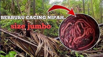 BERBURU CACING NIPAH... PANJANGNYA 2 SAMPAI 3 METER