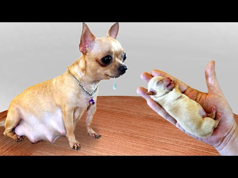 EATING WITH MY LITTLE DOGS | Kluna Tik VT Dog Food