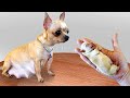 EATING WITH MY LITTLE DOGS | Kluna Tik VT Dog Food
