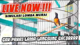 LIVE 1 - SIMULASI GANTANGAN MURAI BATU - INSTAN NAIKAN EMOSI BURUNG!