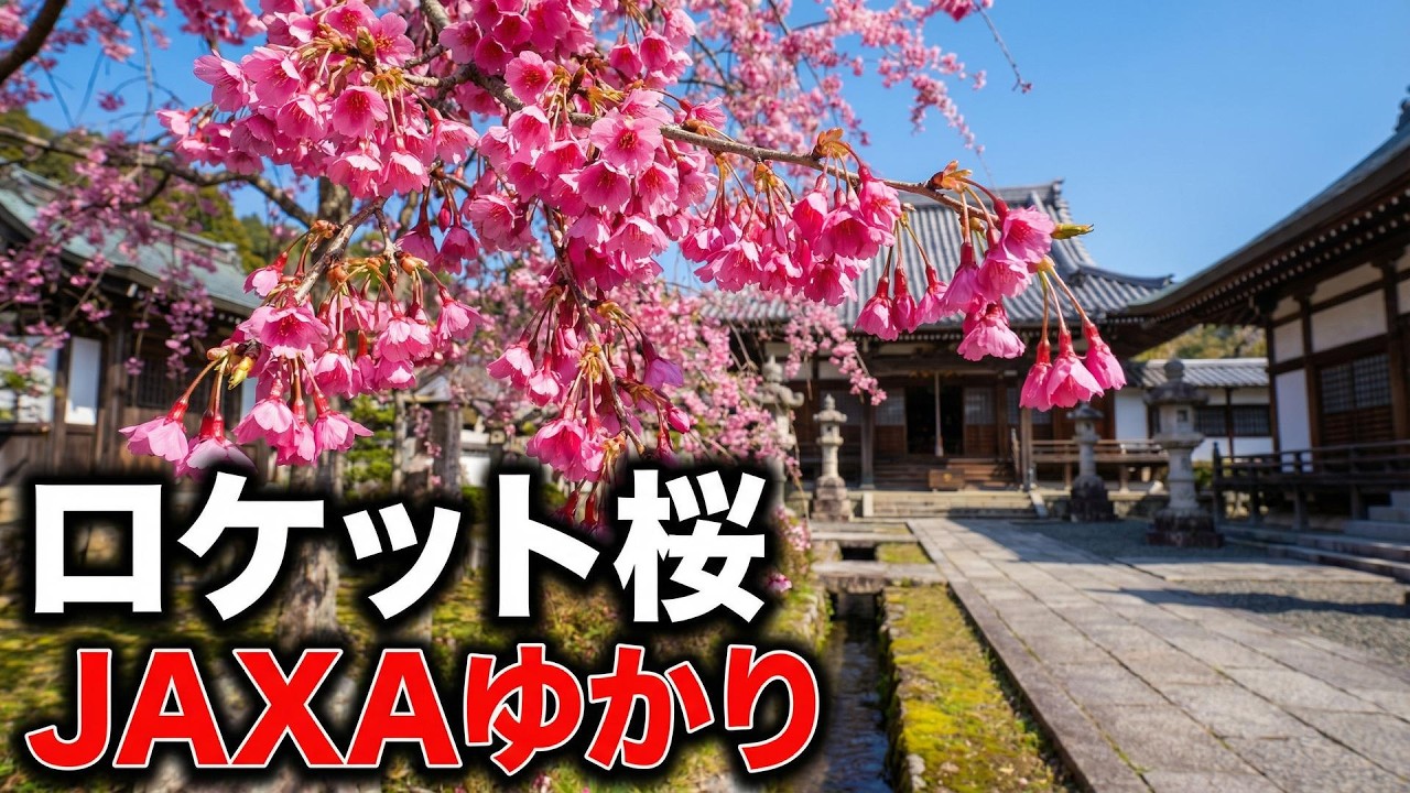 【京都・福知山】JAZXAから贈られた「ロケット桜」を見に行ってみた/養泉寺の早咲き緋寒桜（日カンザクラ）