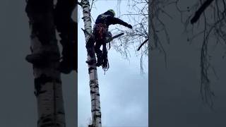 Арбористика. Спил берёзы #arboristlife #stihlrussia #treesurgeon #treeclimbing #arborist