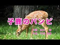 子鹿のバンビ|歌詞付き|子鹿のバンビは かわいいな