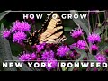 Complete guide to new york ironweed vernonia noveboracensis