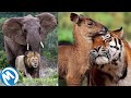 Estas Amistades Entre Animales Te Van A Sorprender