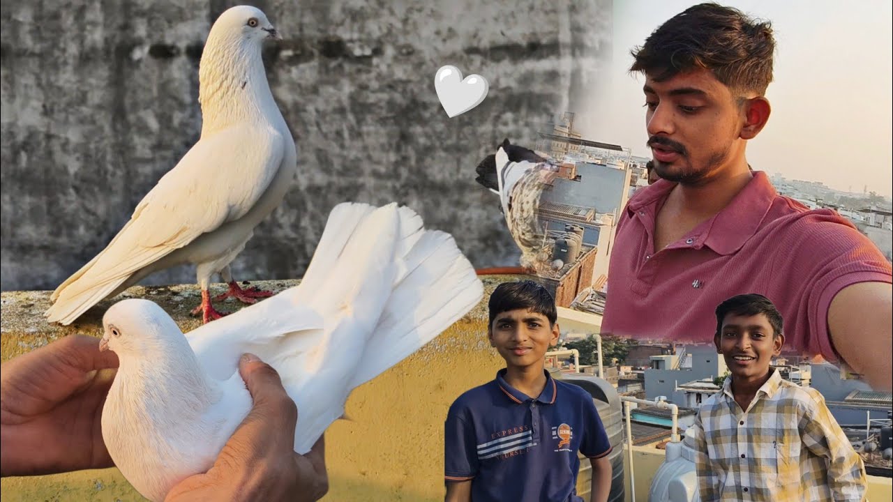 New White 🕊️ Kabootar 😍