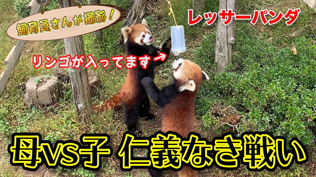 レッサーパンダの親子 リンゴをめぐり争う姿がかわいすぎる！ - YouTube