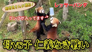 レッサーパンダの親子 リンゴをめぐり争う姿がかわいすぎる！