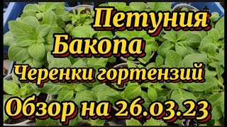 Обзор рассады и черенков на 26.03.2023г.Бакопа, петуния, гортензии.