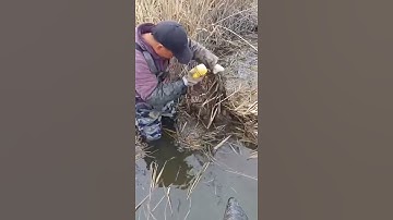 Kỹ Thuật Câu Cá Tuyệt Vời 🐟 Câu Cá Châu Á Tốt Nhất 🐟 #Shorts