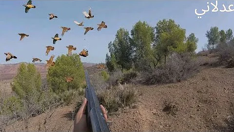 صيد الحجل والارنب البري chasse perdrix etlievre sauvage2025-2026