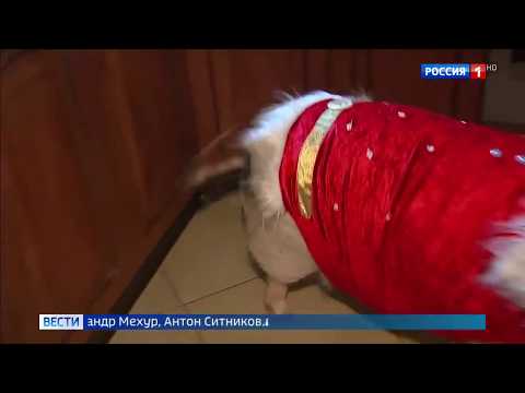 Мини пиг может оказаться большой свиньей
