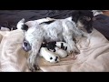 Natürliche Hundegeburt - Jack Russell Terrier - Problemlose Steissgeburt eines  Welpen