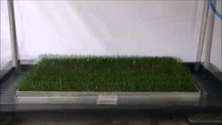 Synthetic Turf Cork Infill vs Rubber Infill Floatation Test