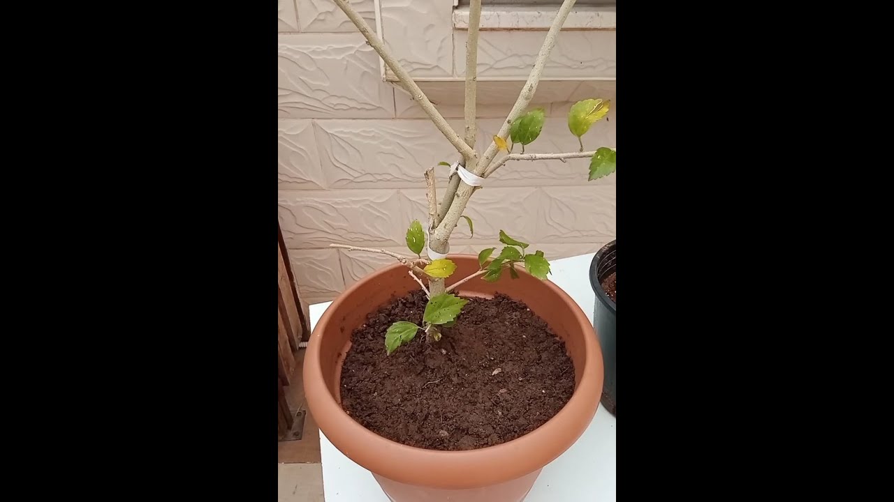 كيف تعالج النبات الذي تعرض للإفراط في الري , وماهي علامات فرط الري