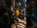 Dinosaur Eggs REVEALED in Collapsing Cliff? #dinosaur #jurassic #science #viral