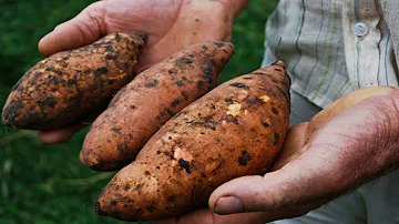 ¿Son antiinflamatorias las batatas?
