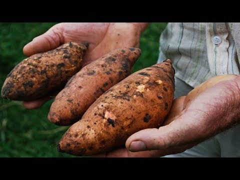 Video: Los Beneficios Y Usos De La Batata