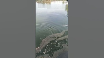 Săn hàng hồ câu cá Huyện Đội Hóc Môn #shorts