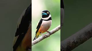 Fakta unik burung yang berbulu cantik #faktaunik #blackandyellow #shorts